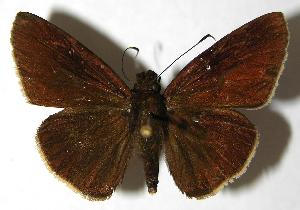  ( - 01-SRNP-25360)  @13 [ ] CreativeCommons - Attribution Non-Commercial Share-Alike (2007) Daniel H. Janzen Guanacaste Dry Forest Conservation Fund