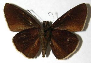  ( - 01-SRNP-25360)  @13 [ ] CreativeCommons - Attribution Non-Commercial Share-Alike (2007) Daniel H. Janzen Guanacaste Dry Forest Conservation Fund