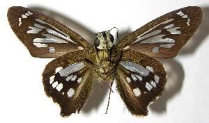  ( - 01-SRNP-9201)  @14 [ ] CreativeCommons - Attribution Non-Commercial Share-Alike (2007) Daniel H. Janzen Guanacaste Dry Forest Conservation Fund