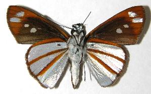  ( - 02-SRNP-23567)  @12 [ ] CreativeCommons - Attribution Non-Commercial Share-Alike (2007) Daniel H. Janzen Guanacaste Dry Forest Conservation Fund