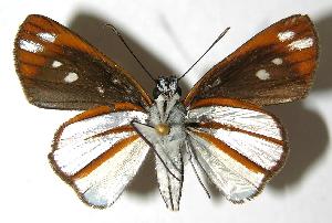  ( - 02-SRNP-23569)  @12 [ ] CreativeCommons - Attribution Non-Commercial Share-Alike (2007) Daniel H. Janzen Guanacaste Dry Forest Conservation Fund