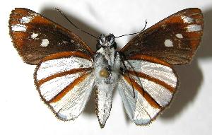  ( - 02-SRNP-23584)  @12 [ ] CreativeCommons - Attribution Non-Commercial Share-Alike (2007) Daniel H. Janzen Guanacaste Dry Forest Conservation Fund