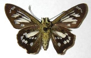  ( - 03-SRNP-3081)  @14 [ ] CreativeCommons - Attribution Non-Commercial Share-Alike (2007) Daniel H. Janzen Guanacaste Dry Forest Conservation Fund