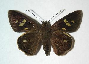  ( - 06-SRNP-22528)  @14 [ ] CreativeCommons - Attribution Non-Commercial Share-Alike (2007) Daniel H. Janzen Guanacaste Dry Forest Conservation Fund