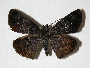  ( - 06-SRNP-23019)  @14 [ ] CreativeCommons - Attribution Non-Commercial Share-Alike (2007) Daniel H. Janzen Guanacaste Dry Forest Conservation Fund