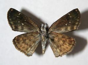  ( - 06-SRNP-23019)  @14 [ ] CreativeCommons - Attribution Non-Commercial Share-Alike (2007) Daniel H. Janzen Guanacaste Dry Forest Conservation Fund