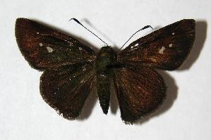  ( - 06-SRNP-35667)  @14 [ ] CreativeCommons - Attribution Non-Commercial Share-Alike (2007) Daniel H. Janzen Guanacaste Dry Forest Conservation Fund