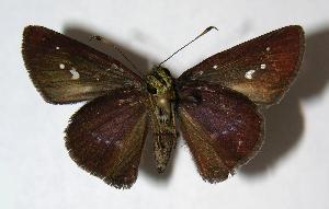  ( - 06-SRNP-35667)  @14 [ ] CreativeCommons - Attribution Non-Commercial Share-Alike (2007) Daniel H. Janzen Guanacaste Dry Forest Conservation Fund