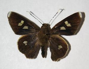  ( - 06-SRNP-42650)  @14 [ ] CreativeCommons - Attribution Non-Commercial Share-Alike (2007) Daniel H. Janzen Guanacaste Dry Forest Conservation Fund