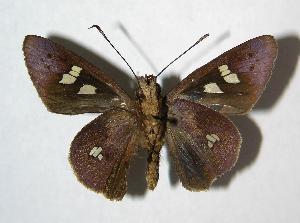  ( - 06-SRNP-42650)  @14 [ ] CreativeCommons - Attribution Non-Commercial Share-Alike (2007) Daniel H. Janzen Guanacaste Dry Forest Conservation Fund