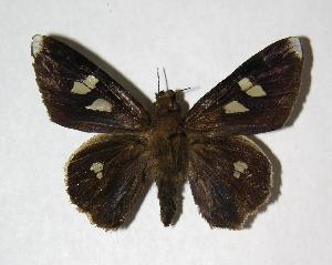  ( - 06-SRNP-42653)  @14 [ ] CreativeCommons - Attribution Non-Commercial Share-Alike (2007) Daniel H. Janzen Guanacaste Dry Forest Conservation Fund