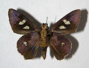  ( - 06-SRNP-42653)  @14 [ ] CreativeCommons - Attribution Non-Commercial Share-Alike (2007) Daniel H. Janzen Guanacaste Dry Forest Conservation Fund