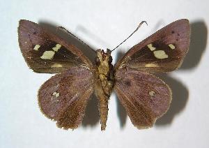  ( - 06-SRNP-42654)  @14 [ ] CreativeCommons - Attribution Non-Commercial Share-Alike (2007) Daniel H. Janzen Guanacaste Dry Forest Conservation Fund
