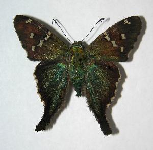  ( - 06-SRNP-46184)  @14 [ ] CreativeCommons - Attribution Non-Commercial Share-Alike (2007) Daniel H. Janzen Guanacaste Dry Forest Conservation Fund