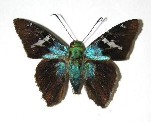  ( - 06-SRNP-58074)  @14 [ ] CreativeCommons - Attribution Non-Commercial Share-Alike (2007) Daniel H. Janzen Guanacaste Dry Forest Conservation Fund