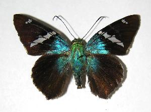  ( - 06-SRNP-58075)  @14 [ ] CreativeCommons - Attribution Non-Commercial Share-Alike (2007) Daniel H. Janzen Guanacaste Dry Forest Conservation Fund