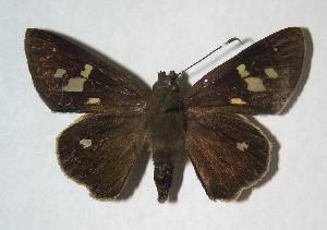  ( - 06-SRNP-58303)  @14 [ ] CreativeCommons - Attribution Non-Commercial Share-Alike (2007) Daniel H. Janzen Guanacaste Dry Forest Conservation Fund