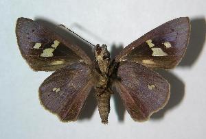  ( - 06-SRNP-58303)  @14 [ ] CreativeCommons - Attribution Non-Commercial Share-Alike (2007) Daniel H. Janzen Guanacaste Dry Forest Conservation Fund