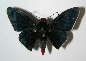  ( - 06-SRNP-65140)  @14 [ ] CreativeCommons - Attribution Non-Commercial Share-Alike (2007) Daniel H. Janzen Guanacaste Dry Forest Conservation Fund