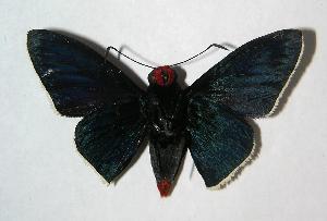  ( - 06-SRNP-65140)  @14 [ ] CreativeCommons - Attribution Non-Commercial Share-Alike (2007) Daniel H. Janzen Guanacaste Dry Forest Conservation Fund