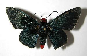  ( - 06-SRNP-6822)  @14 [ ] CreativeCommons - Attribution Non-Commercial Share-Alike (2007) Daniel H. Janzen Guanacaste Dry Forest Conservation Fund