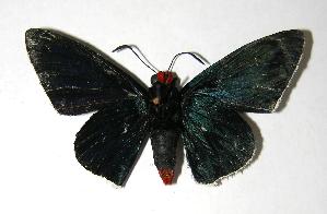  ( - 06-SRNP-6822)  @14 [ ] CreativeCommons - Attribution Non-Commercial Share-Alike (2007) Daniel H. Janzen Guanacaste Dry Forest Conservation Fund