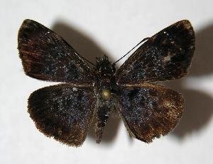  ( - 06-SRNP-7519)  @14 [ ] CreativeCommons - Attribution Non-Commercial Share-Alike (2007) Daniel H. Janzen Guanacaste Dry Forest Conservation Fund