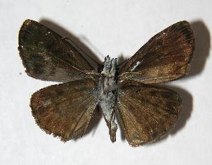  ( - 06-SRNP-7519)  @14 [ ] CreativeCommons - Attribution Non-Commercial Share-Alike (2007) Daniel H. Janzen Guanacaste Dry Forest Conservation Fund