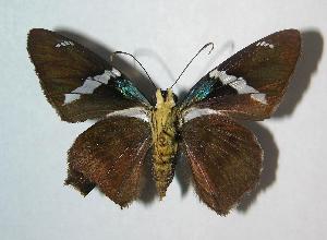  ( - 06-SRNP-9528)  @14 [ ] CreativeCommons - Attribution Non-Commercial Share-Alike (2007) Daniel H. Janzen Guanacaste Dry Forest Conservation Fund