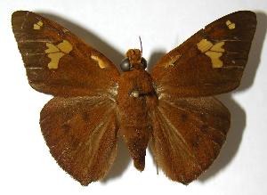  ( - 98-SRNP-6939)  @15 [ ] CreativeCommons - Attribution Non-Commercial Share-Alike (2007) Daniel H. Janzen Guanacaste Dry Forest Conservation Fund