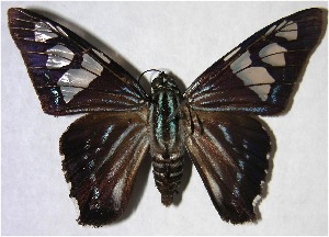  ( - 00-SRNP-15186)  @14 [ ] CreativeCommons - Attribution Non-Commercial Share-Alike (2007) Daniel H. Janzen Guanacaste Dry Forest Conservation Fund