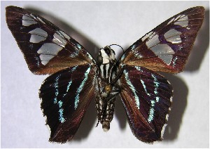  ( - 00-SRNP-15186)  @14 [ ] CreativeCommons - Attribution Non-Commercial Share-Alike (2007) Daniel H. Janzen Guanacaste Dry Forest Conservation Fund