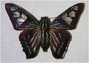  ( - 00-SRNP-15187)  @14 [ ] CreativeCommons - Attribution Non-Commercial Share-Alike (2007) Daniel H. Janzen Guanacaste Dry Forest Conservation Fund