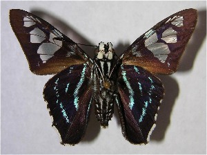  ( - 00-SRNP-15187)  @14 [ ] CreativeCommons - Attribution Non-Commercial Share-Alike (2007) Daniel H. Janzen Guanacaste Dry Forest Conservation Fund