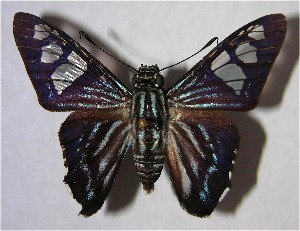  ( - 00-SRNP-15221)  @14 [ ] CreativeCommons - Attribution Non-Commercial Share-Alike (2007) Daniel H. Janzen Guanacaste Dry Forest Conservation Fund