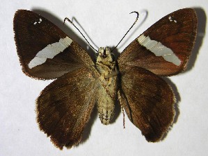  ( - 00-SRNP-1531)  @14 [ ] CreativeCommons - Attribution Non-Commercial Share-Alike (2007) Daniel H. Janzen Guanacaste Dry Forest Conservation Fund