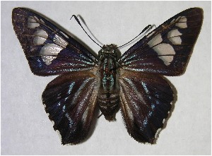  ( - 00-SRNP-15894)  @14 [ ] CreativeCommons - Attribution Non-Commercial Share-Alike (2007) Daniel H. Janzen Guanacaste Dry Forest Conservation Fund