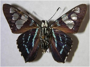  ( - 00-SRNP-15894)  @14 [ ] CreativeCommons - Attribution Non-Commercial Share-Alike (2007) Daniel H. Janzen Guanacaste Dry Forest Conservation Fund