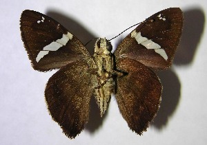  ( - 01-SRNP-1271)  @14 [ ] CreativeCommons - Attribution Non-Commercial Share-Alike (2007) Daniel H. Janzen Guanacaste Dry Forest Conservation Fund