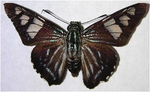  ( - 01-SRNP-16950)  @14 [ ] CreativeCommons - Attribution Non-Commercial Share-Alike (2007) Daniel H. Janzen Guanacaste Dry Forest Conservation Fund