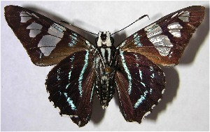  ( - 01-SRNP-16950)  @14 [ ] CreativeCommons - Attribution Non-Commercial Share-Alike (2007) Daniel H. Janzen Guanacaste Dry Forest Conservation Fund