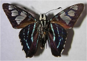  ( - 01-SRNP-16953)  @14 [ ] CreativeCommons - Attribution Non-Commercial Share-Alike (2007) Daniel H. Janzen Guanacaste Dry Forest Conservation Fund