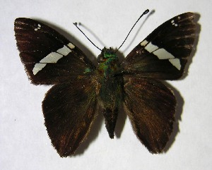  ( - 01-SRNP-2359)  @14 [ ] CreativeCommons - Attribution Non-Commercial Share-Alike (2007) Daniel H. Janzen Guanacaste Dry Forest Conservation Fund