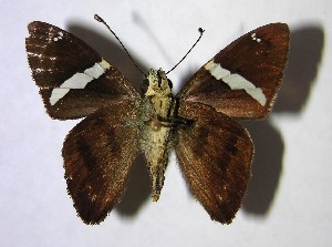  ( - 01-SRNP-2359)  @14 [ ] CreativeCommons - Attribution Non-Commercial Share-Alike (2007) Daniel H. Janzen Guanacaste Dry Forest Conservation Fund