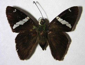  ( - 01-SRNP-2360)  @14 [ ] CreativeCommons - Attribution Non-Commercial Share-Alike (2007) Daniel H. Janzen Guanacaste Dry Forest Conservation Fund