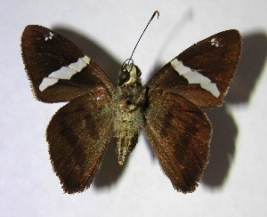  ( - 01-SRNP-2360)  @14 [ ] CreativeCommons - Attribution Non-Commercial Share-Alike (2007) Daniel H. Janzen Guanacaste Dry Forest Conservation Fund