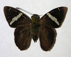  ( - 01-SRNP-3734)  @14 [ ] CreativeCommons - Attribution Non-Commercial Share-Alike (2007) Daniel H. Janzen Guanacaste Dry Forest Conservation Fund