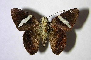  ( - 01-SRNP-3734)  @14 [ ] CreativeCommons - Attribution Non-Commercial Share-Alike (2007) Daniel H. Janzen Guanacaste Dry Forest Conservation Fund