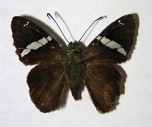  ( - 02-SRNP-15017)  @14 [ ] CreativeCommons - Attribution Non-Commercial Share-Alike (2007) Daniel H. Janzen Guanacaste Dry Forest Conservation Fund