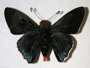  ( - 02-SRNP-18208)  @14 [ ] CreativeCommons - Attribution Non-Commercial Share-Alike (2007) Daniel H. Janzen Guanacaste Dry Forest Conservation Fund